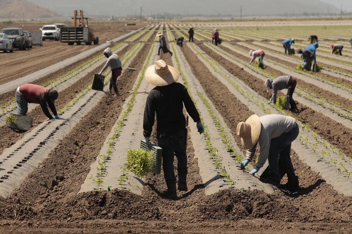 The Future of Agricultural Labor in California | Agnomy