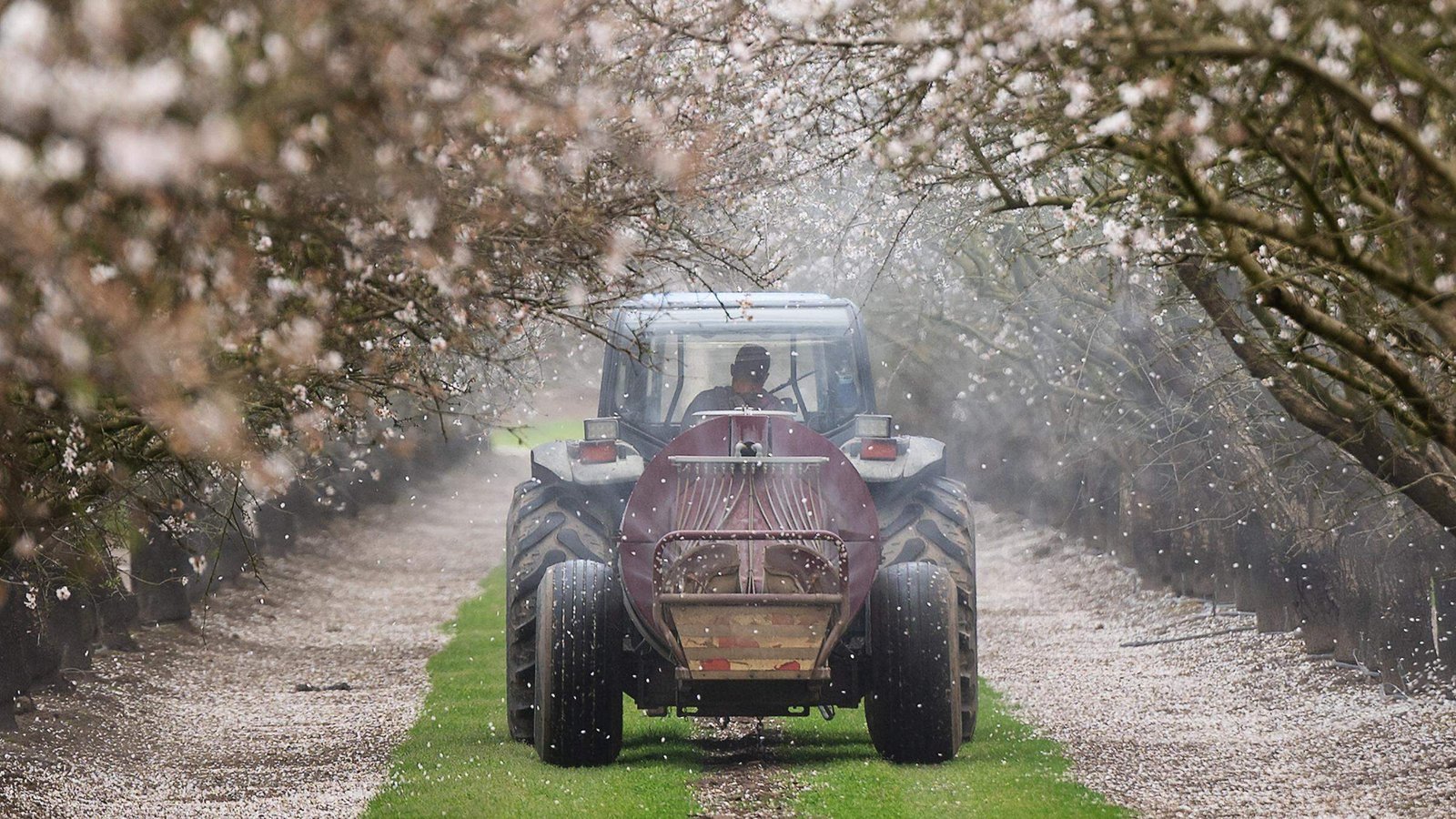 Pre-Bloom Prep: What California Growers Should Be Doing in Late January & Early February
