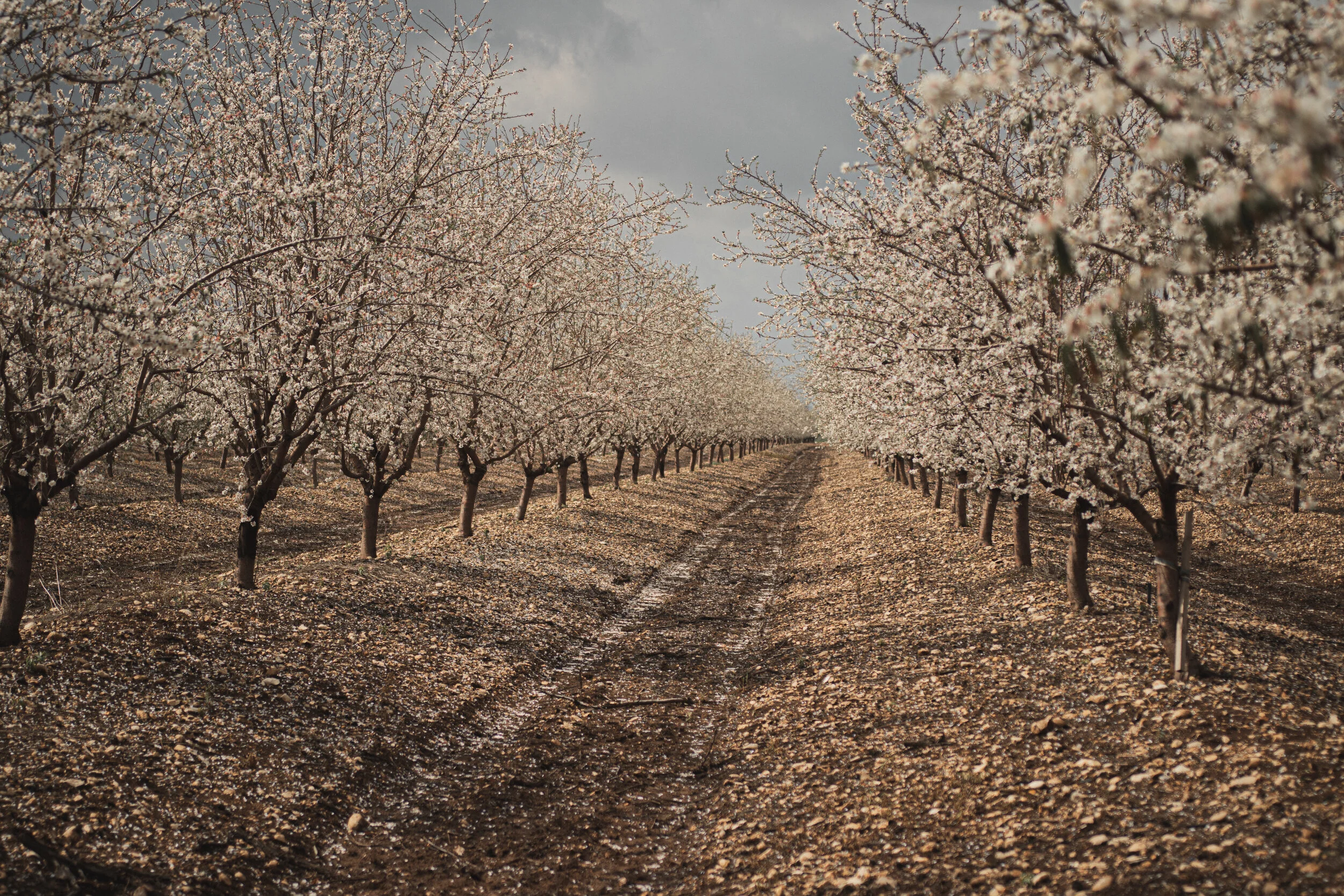 California Almond Bloom: What Matters Most During Bloom Season