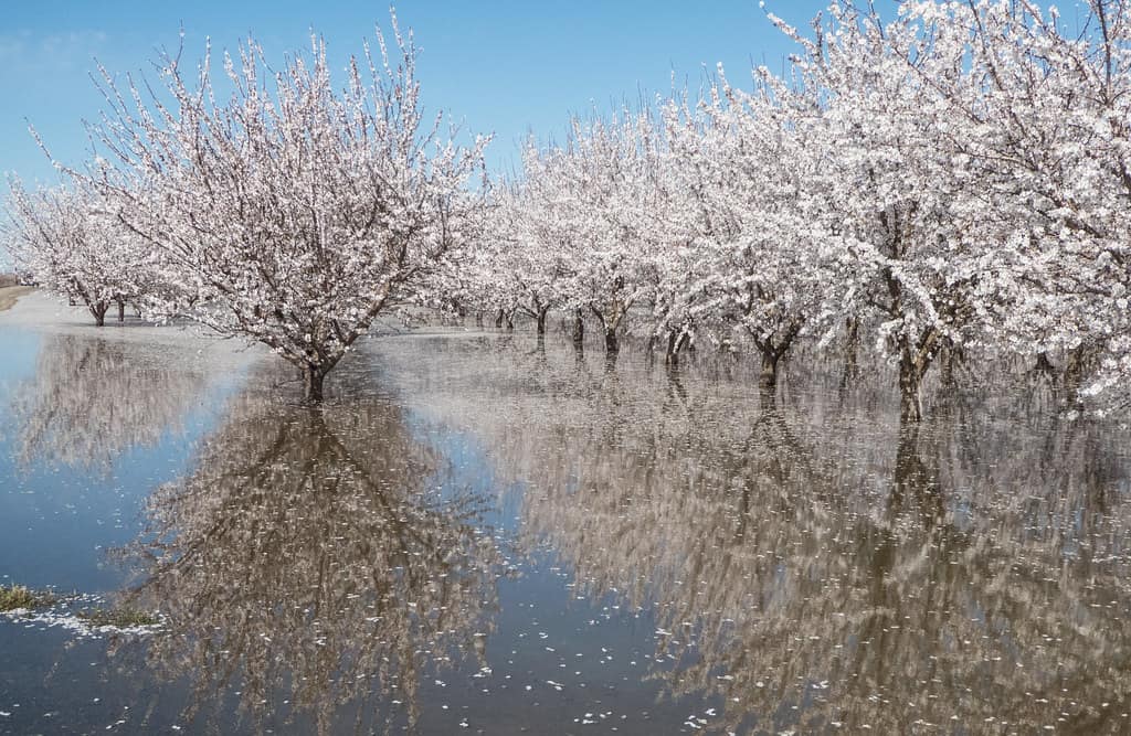 February Rain in Northern California: What Orchard and Vineyard Growers Should Watch