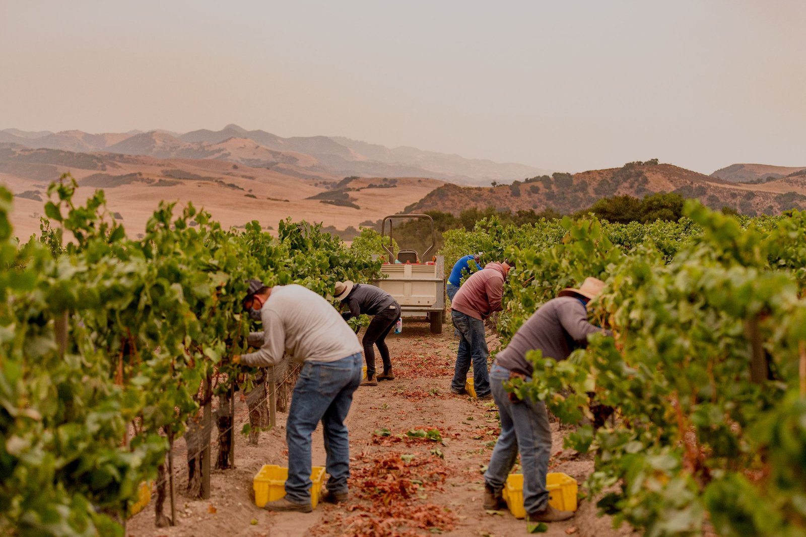 Vineyards & Wine Grapes farming services