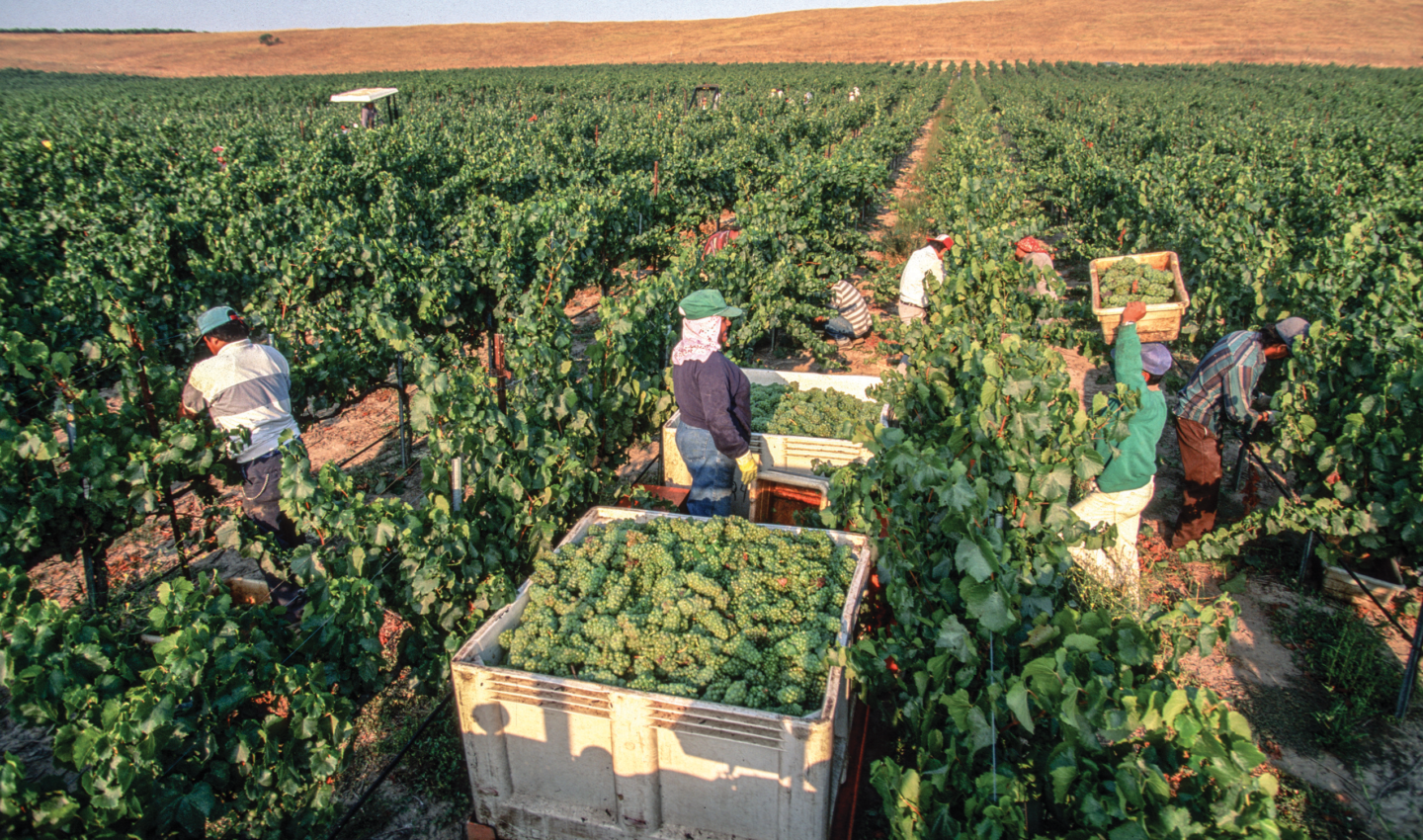 Custom Harvesting Services services